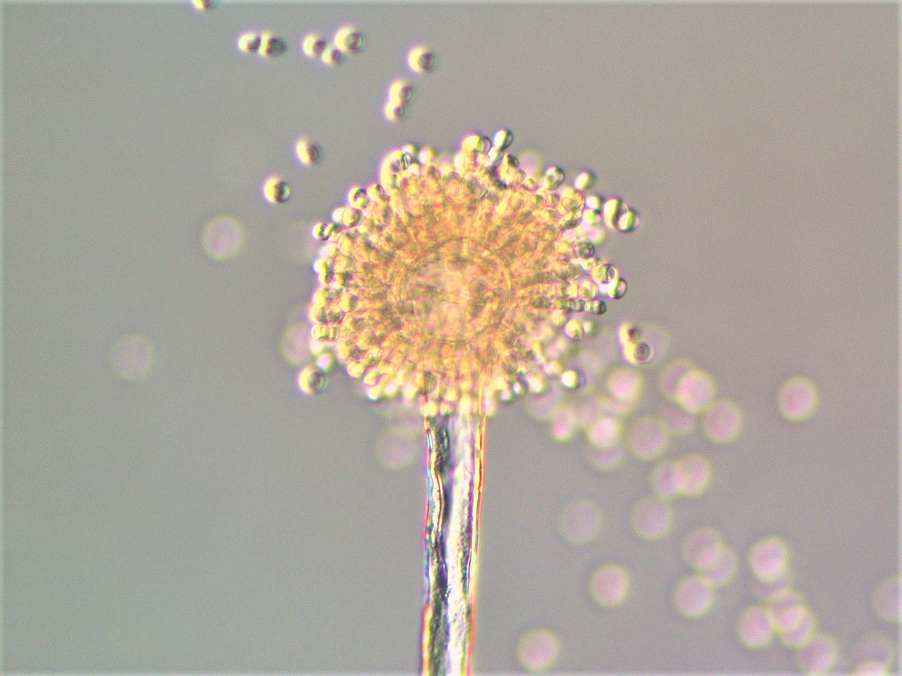 顕微鏡で見たコウジカビ（Aspergillus oryzae)の姿。球形の胞子（分生子）と、とっくり形の胞子を作る細胞が観察できます。