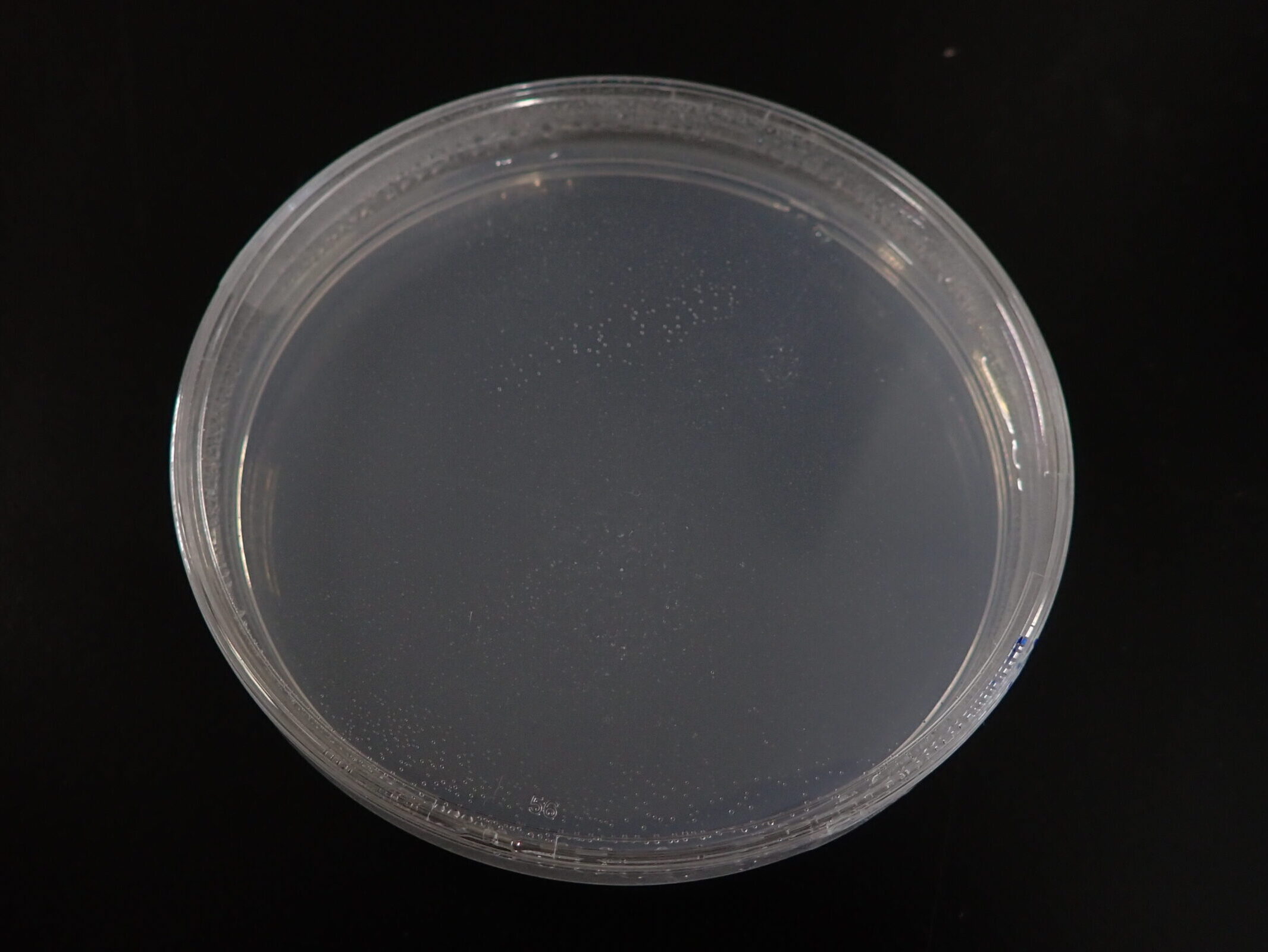 カビの餌を含む寒天（培地）が入った容器