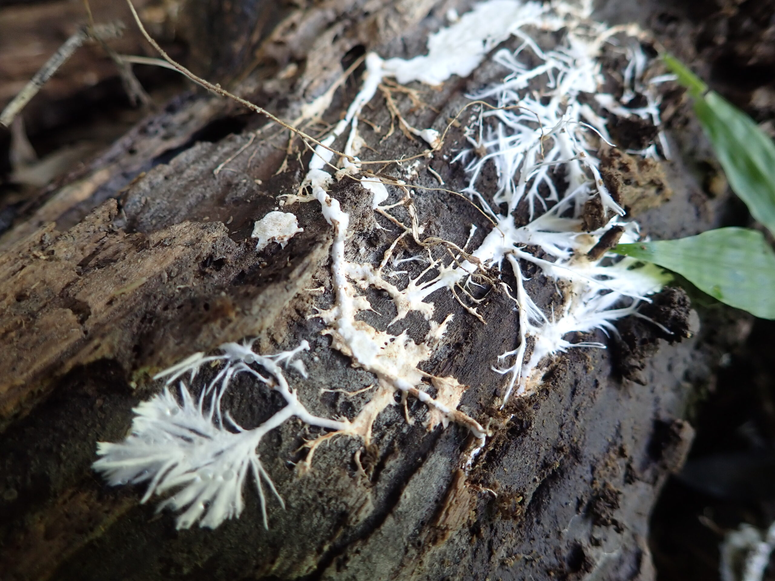 実はどこにでもいるカビ